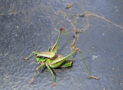 Eupholidoptera chabrieri