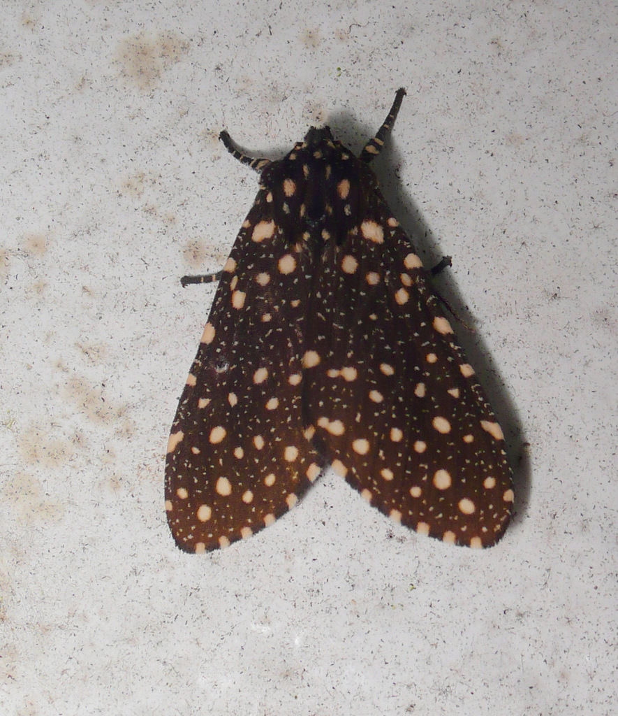 Bernathonomus aureopuncta