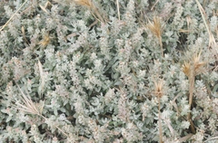 Extriplex californica