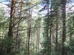 Pinus wallichiana