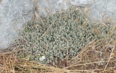 Extriplex californica