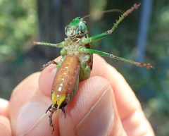 Eupholidoptera chabrieri