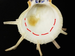 Spondylus americanus