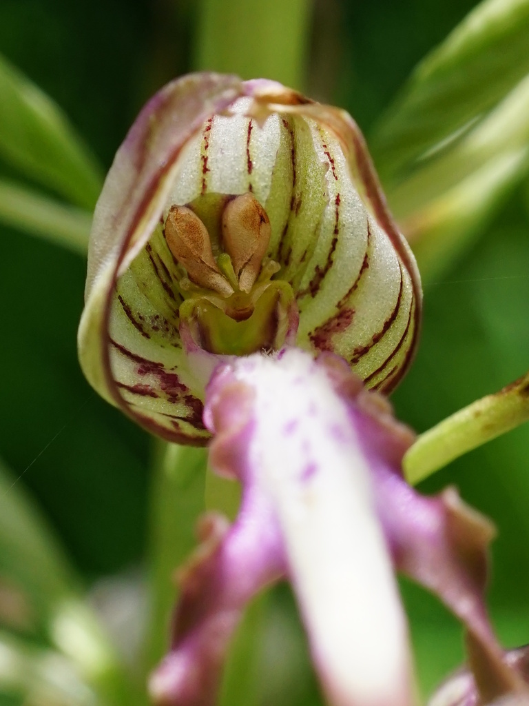 Himantoglossum adriaticum