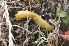 Ariolimax brachyphallus