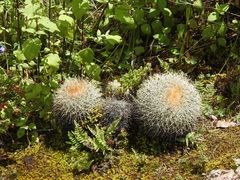 Mammillaria rhodantha