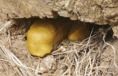 Ariolimax brachyphallus