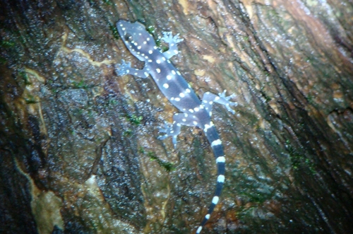 Bombay Leaf-toed Gecko, Hemidactylus prashadi
