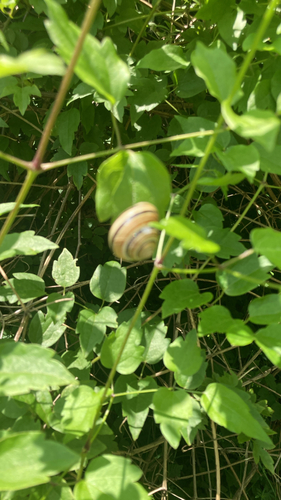 Cepaea nemoralis