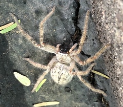 Olios giganteus