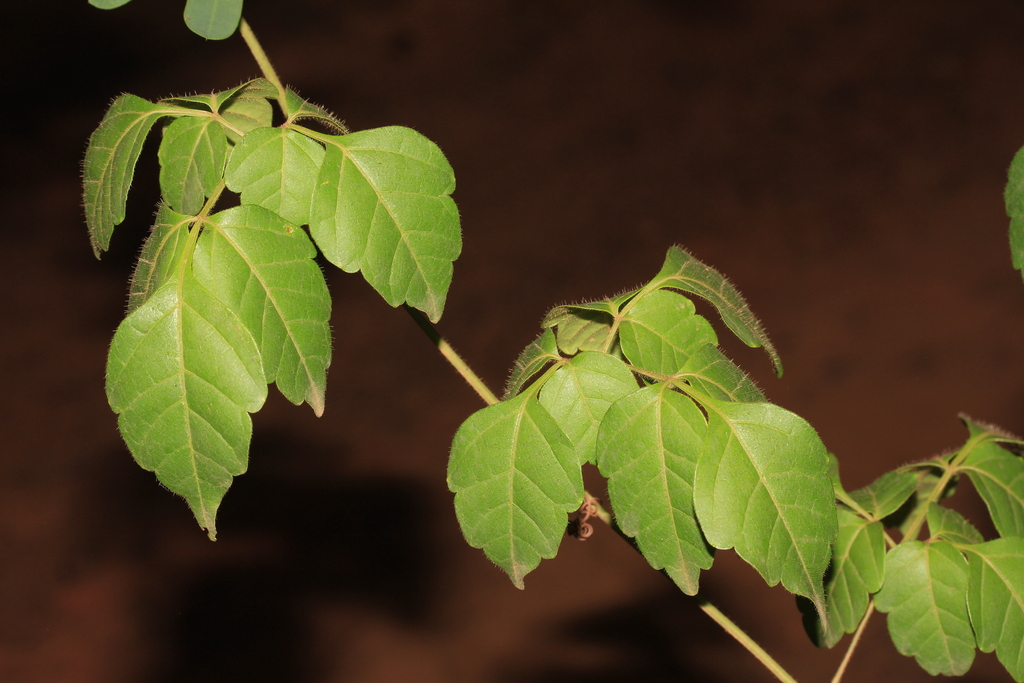 Serjania membranacea