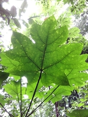 Vasconcellea cauliflora