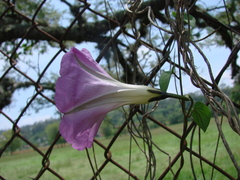 Ipomoea orizabensis novogaliciana