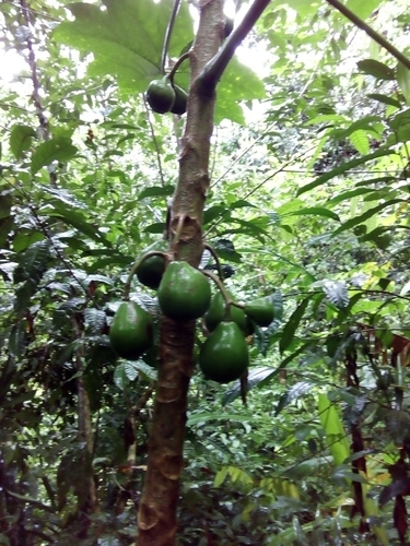 Vasconcellea cauliflora - Whole tree