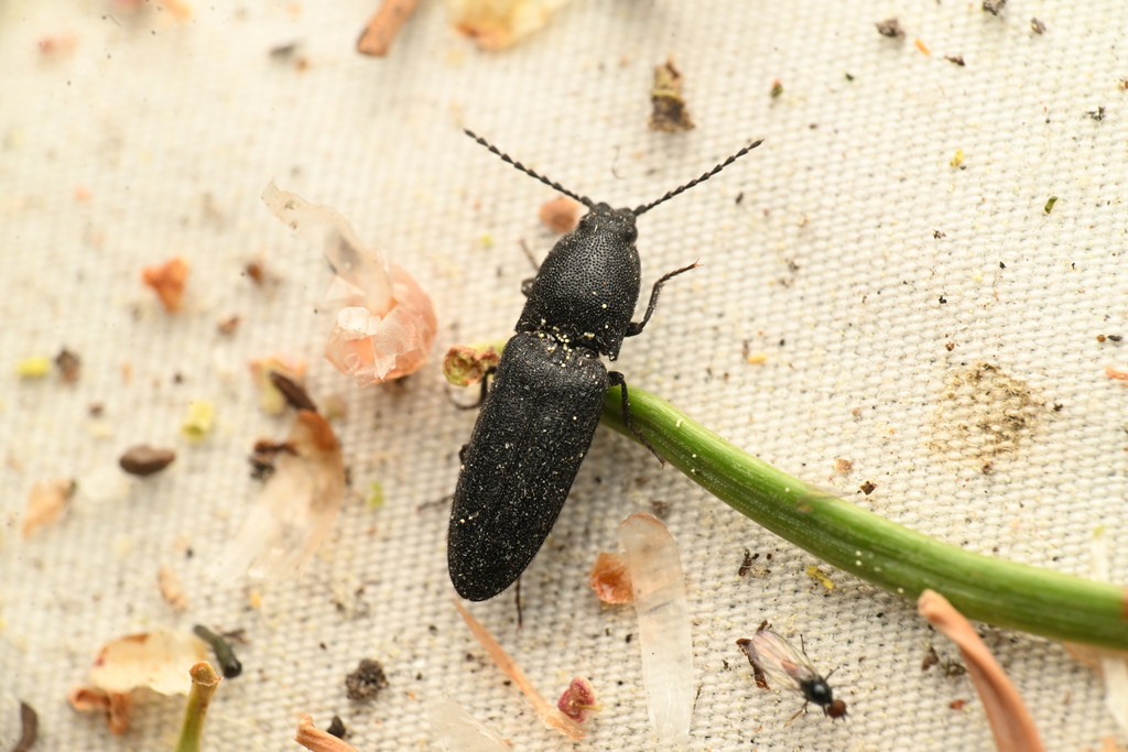 Gambrinus seminudus