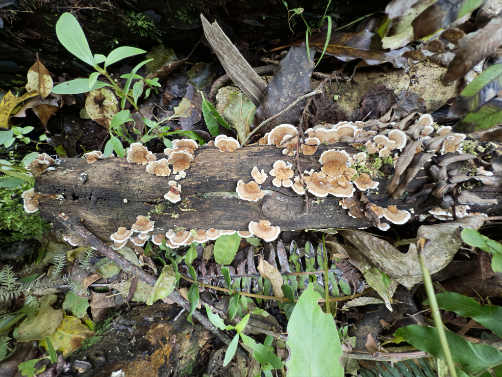 Trametes versicolor · June 2025 · photo: © jeremy_rolfe (iNaturalist, cc-by)
