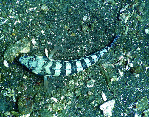 Reticulated Sandperch — seen at this dive site