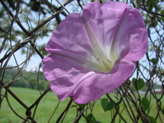 Ipomoea orizabensis novogaliciana