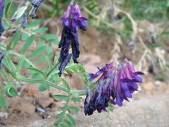 Vicia eriocarpa