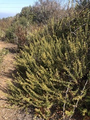 Hazardia squarrosa grindelioides