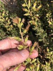 Hazardia squarrosa grindelioides