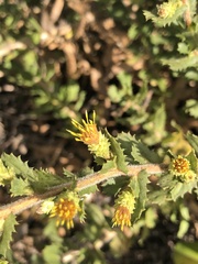 Hazardia squarrosa grindelioides