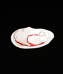 Sanguinolaria sanguinolenta