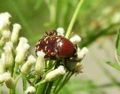 Euphoria leucographa