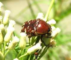 Euphoria leucographa
