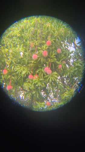 Indian mango