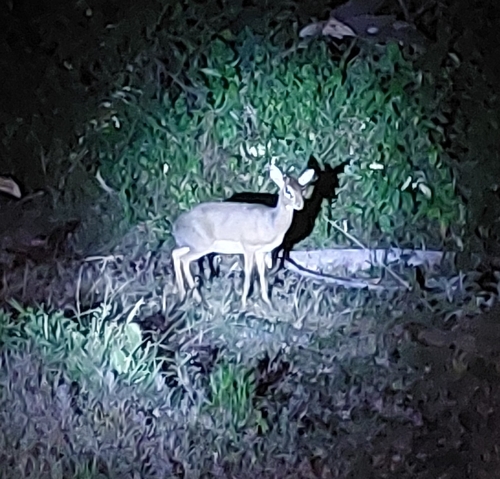 Cavendish's Dik-dik
