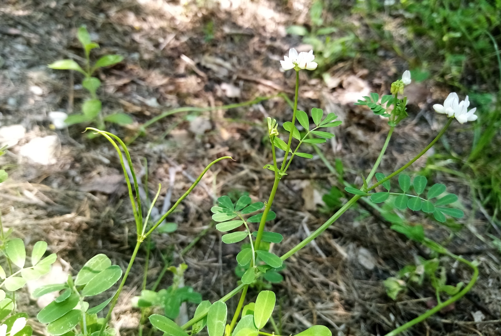 Cretan Crownvetch (Securigera cretica)