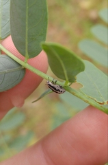 Eudiagogus rosenschoeldi