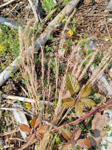 Bearded Fescue (Festuca ambigua)