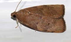 Austrocarea iocephala