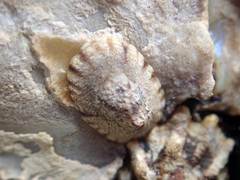 Notoacmea parviconoidea