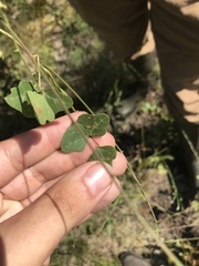 Phaseolus polystachios sinuatus