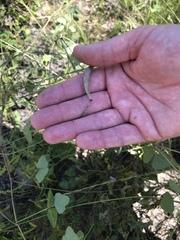 Phaseolus polystachios sinuatus