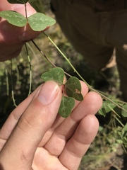 Phaseolus polystachios sinuatus