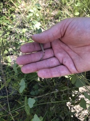 Phaseolus polystachios sinuatus