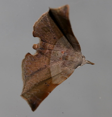 Esthlodora versicolor