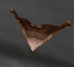 Esthlodora versicolor