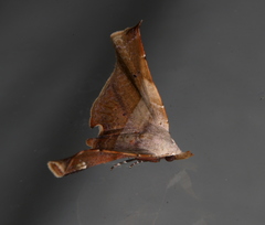 Esthlodora versicolor