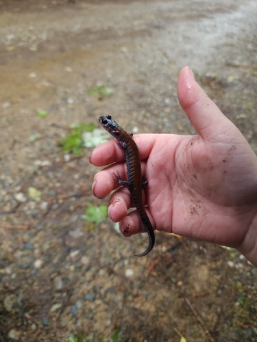 Yonahlossee Salamander, Plethodon yonahlossee