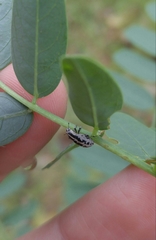 Eudiagogus rosenschoeldi