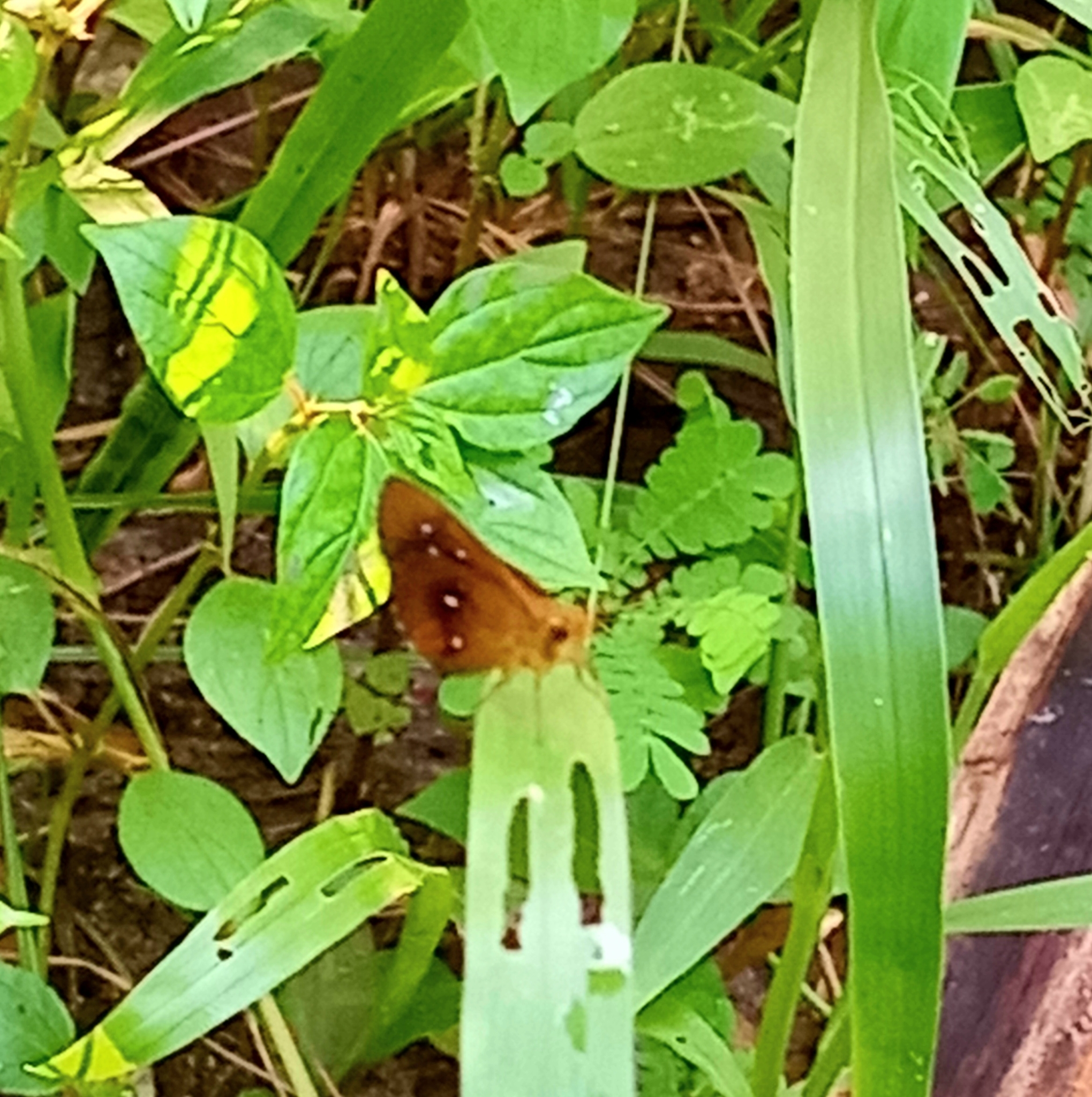 Chestnut Bob