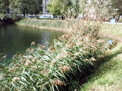 Phragmites australis