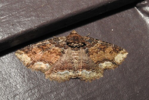 Clandestine Zale Moth