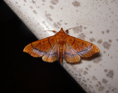 Anarmodia inflexalis