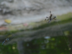 Trichonephila clavipes image